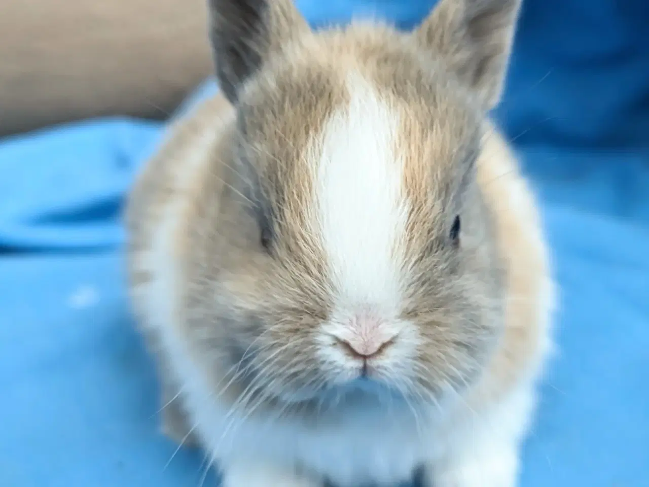 Billede 2 - Hermelin kaninunge sælges