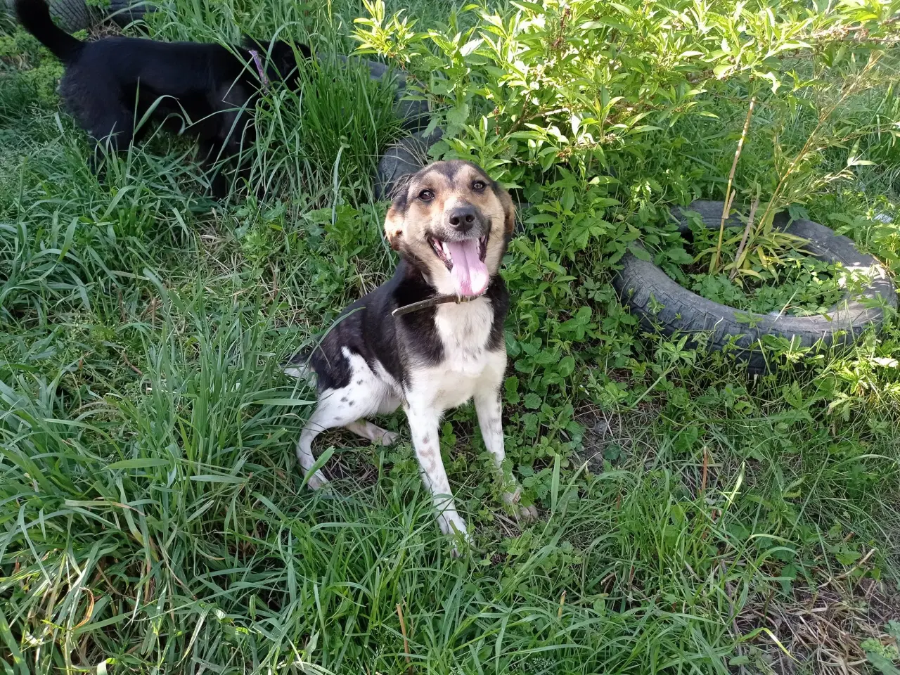 Billede 6 - Lola - 12 kg - steriliserer