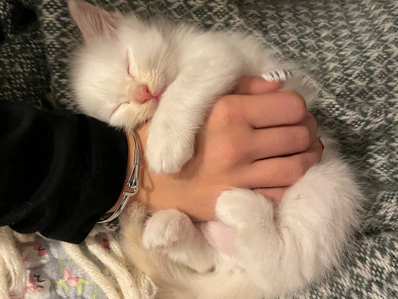 Billede 3 - Hellig Birma killinger