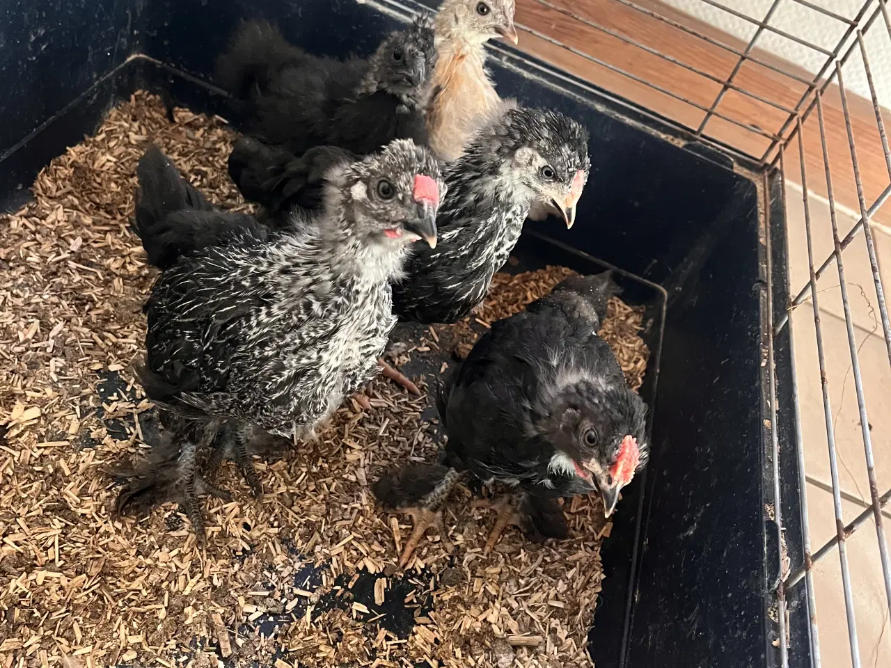 Billede 1 - Snart varmefrie, 5 stk