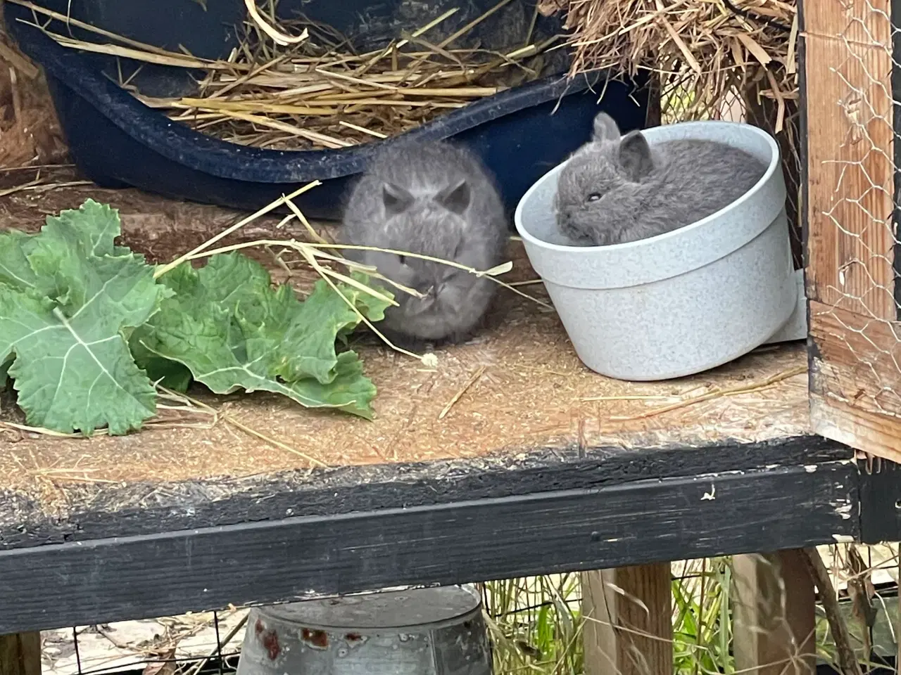 Billede 3 - De sidste 2025 unger