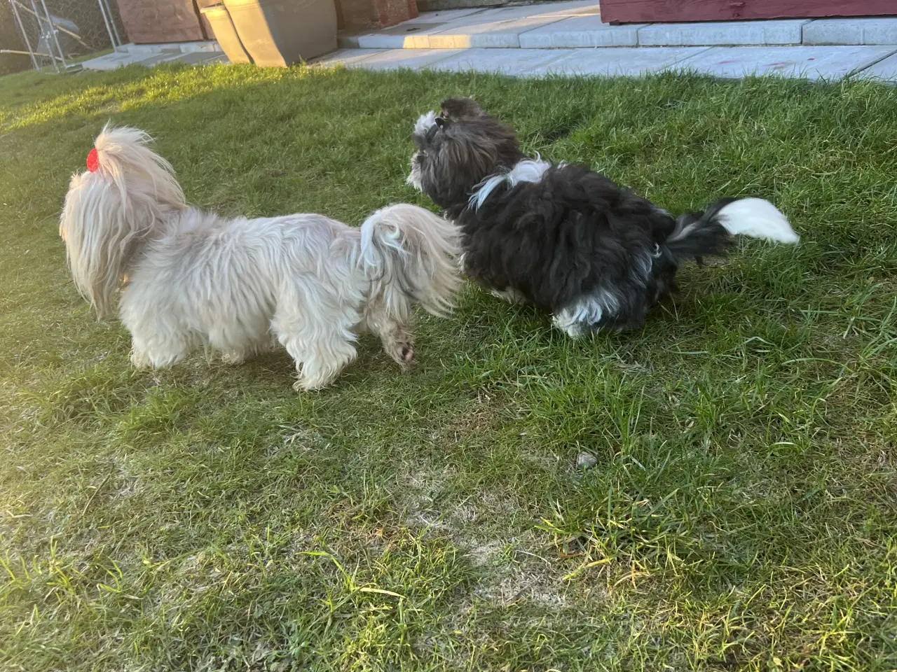 Billede 9 - Shih Tzu blandet race(sidste hvalpe