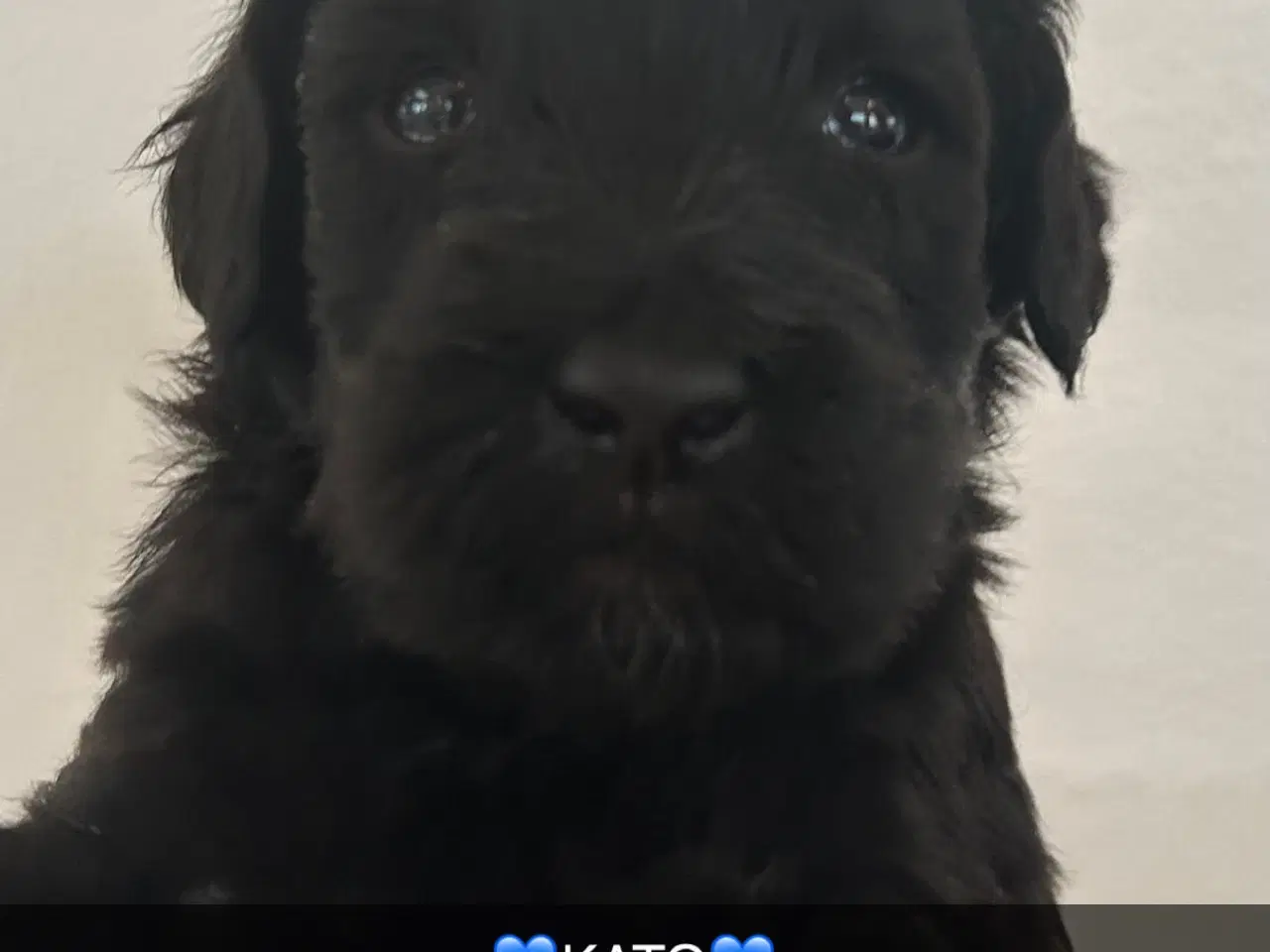 Billede 4 - GOLDENLABRADOODLE