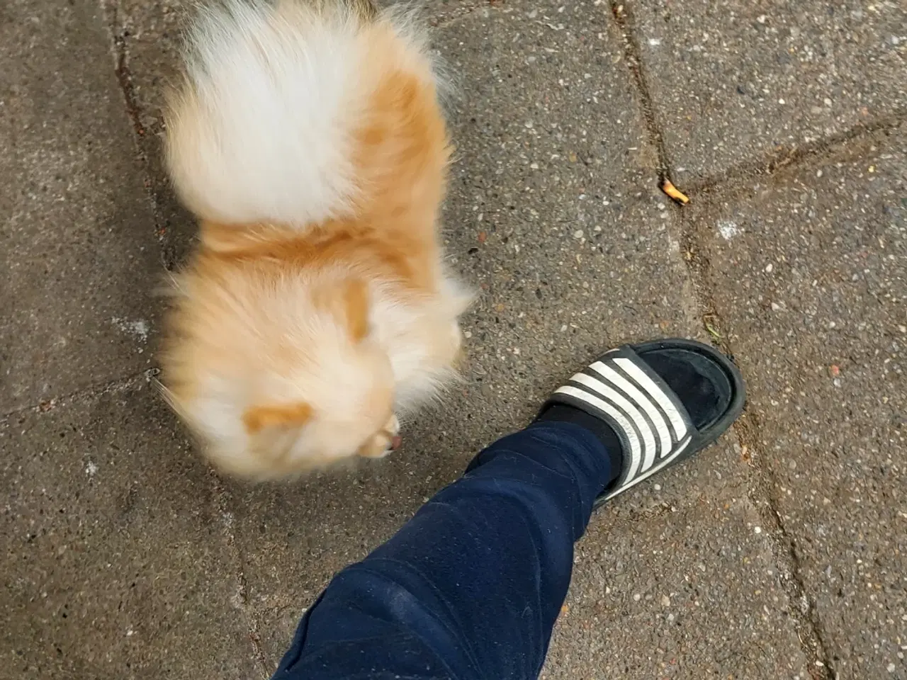 Billede 5 - Pomeranian hundnehvalp