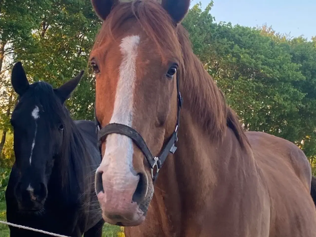 Billede 2 - Chance hest med charme