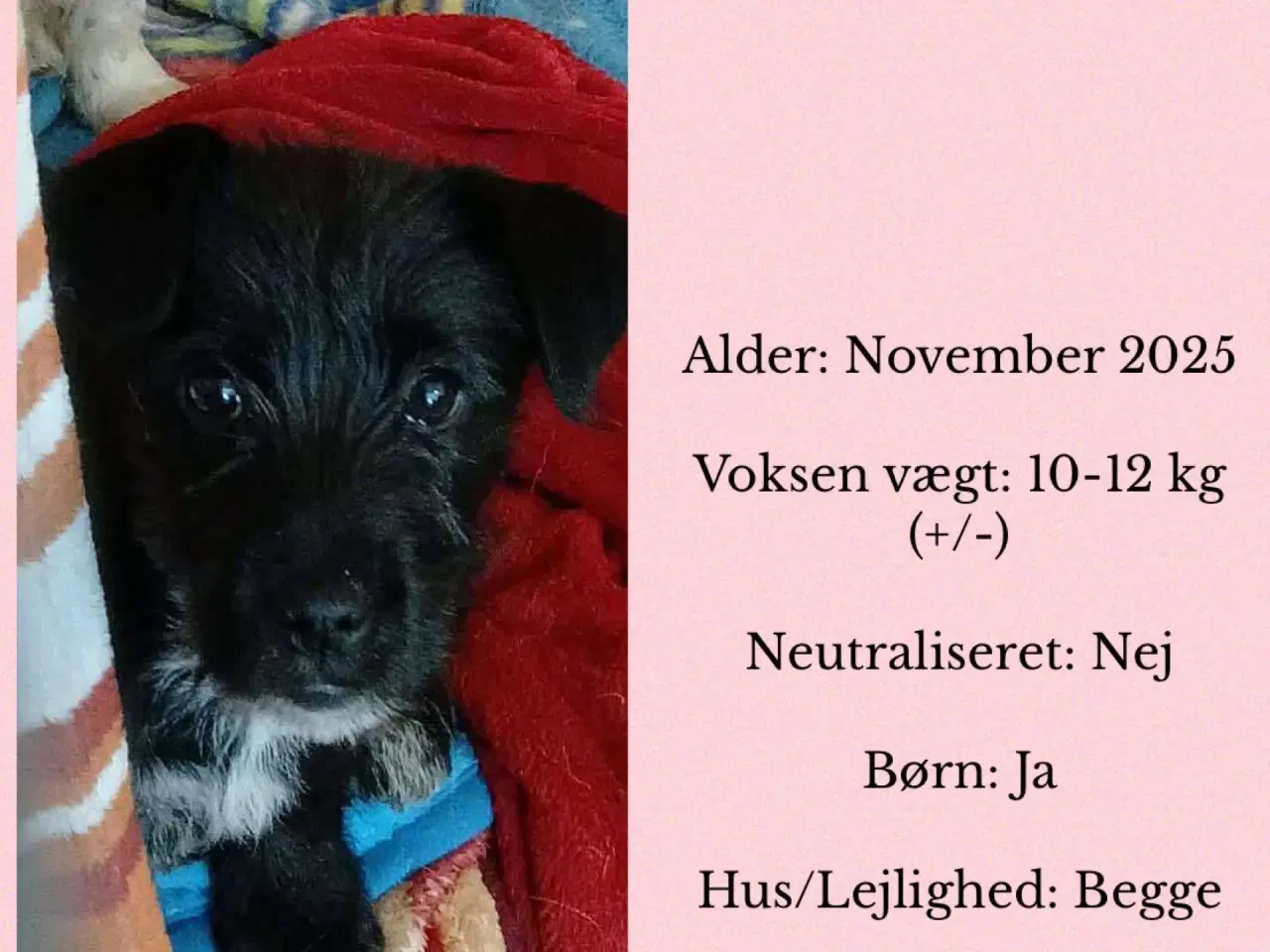 Billede 7 - Asta basta søger hjem 