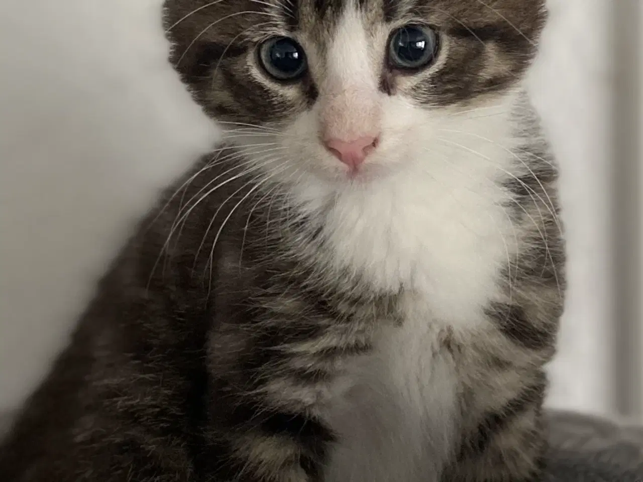 Billede 1 - Sød og legesyg Flaskekilling