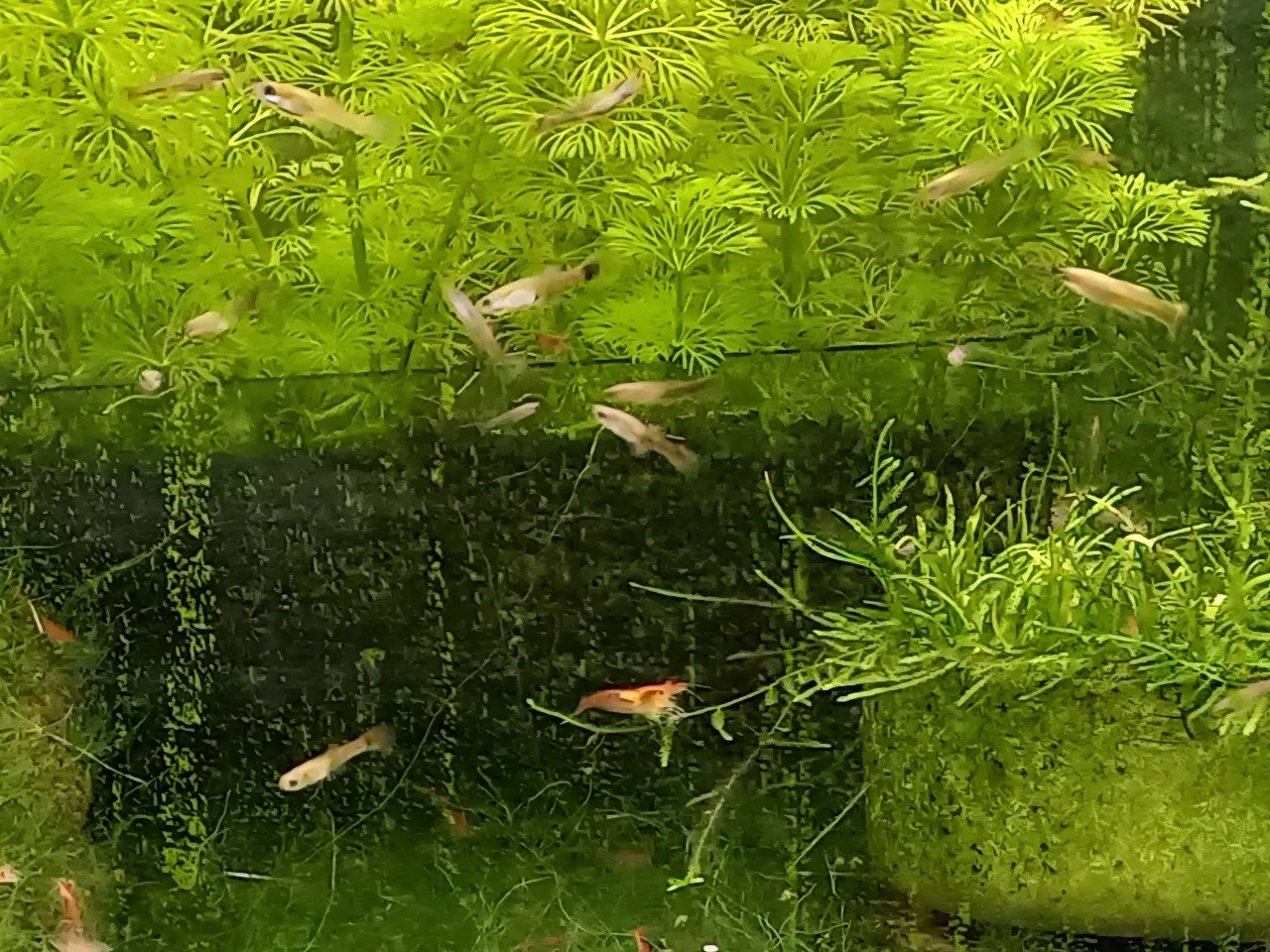 Billede 1 - Guppy-yngel /guppy unger sælges