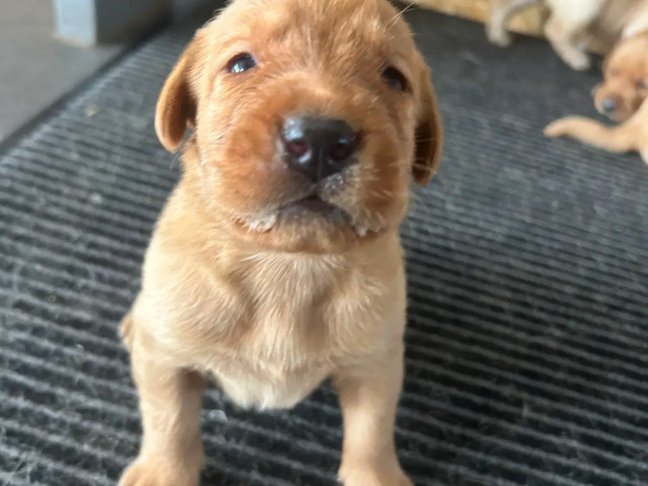 Billede 4 - Fox red Labrador hvalpe