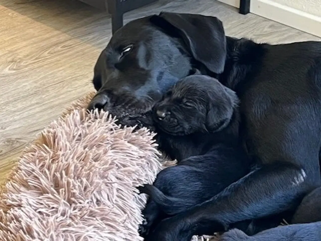 Billede 4 - Labrador hundehvalpe F1
