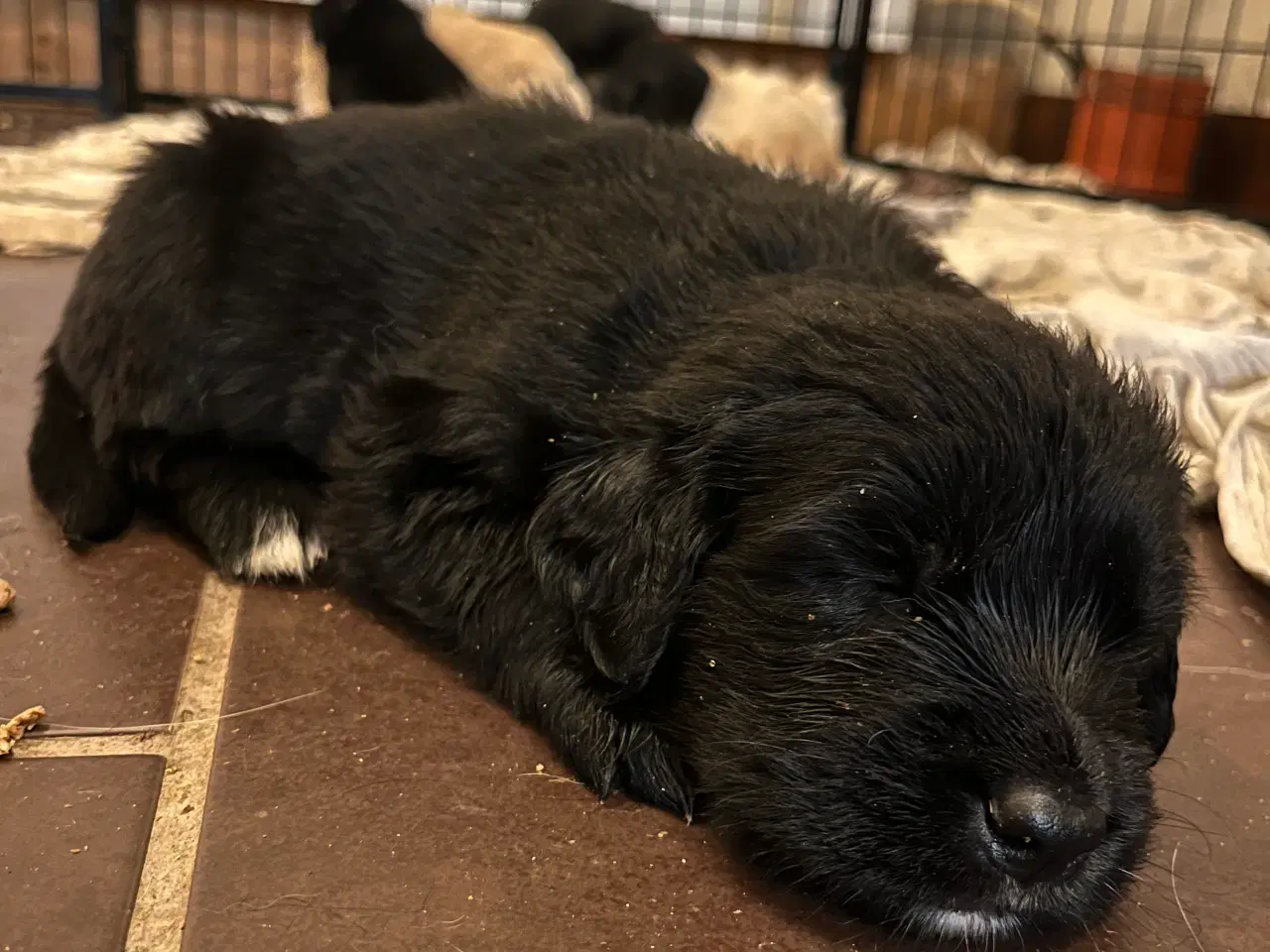 Billede 3 - Familie hunde søger nyt hjem