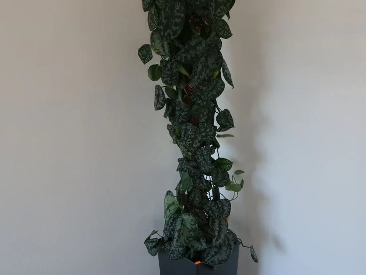 Billede 1 - Plante i krukke