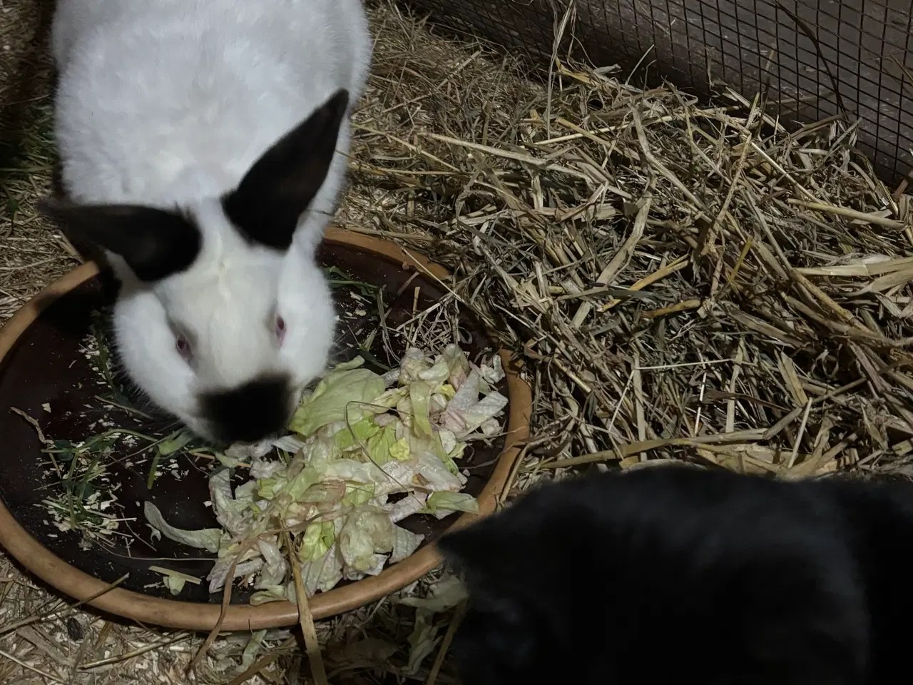 Billede 2 - Han kanin Californian Withe