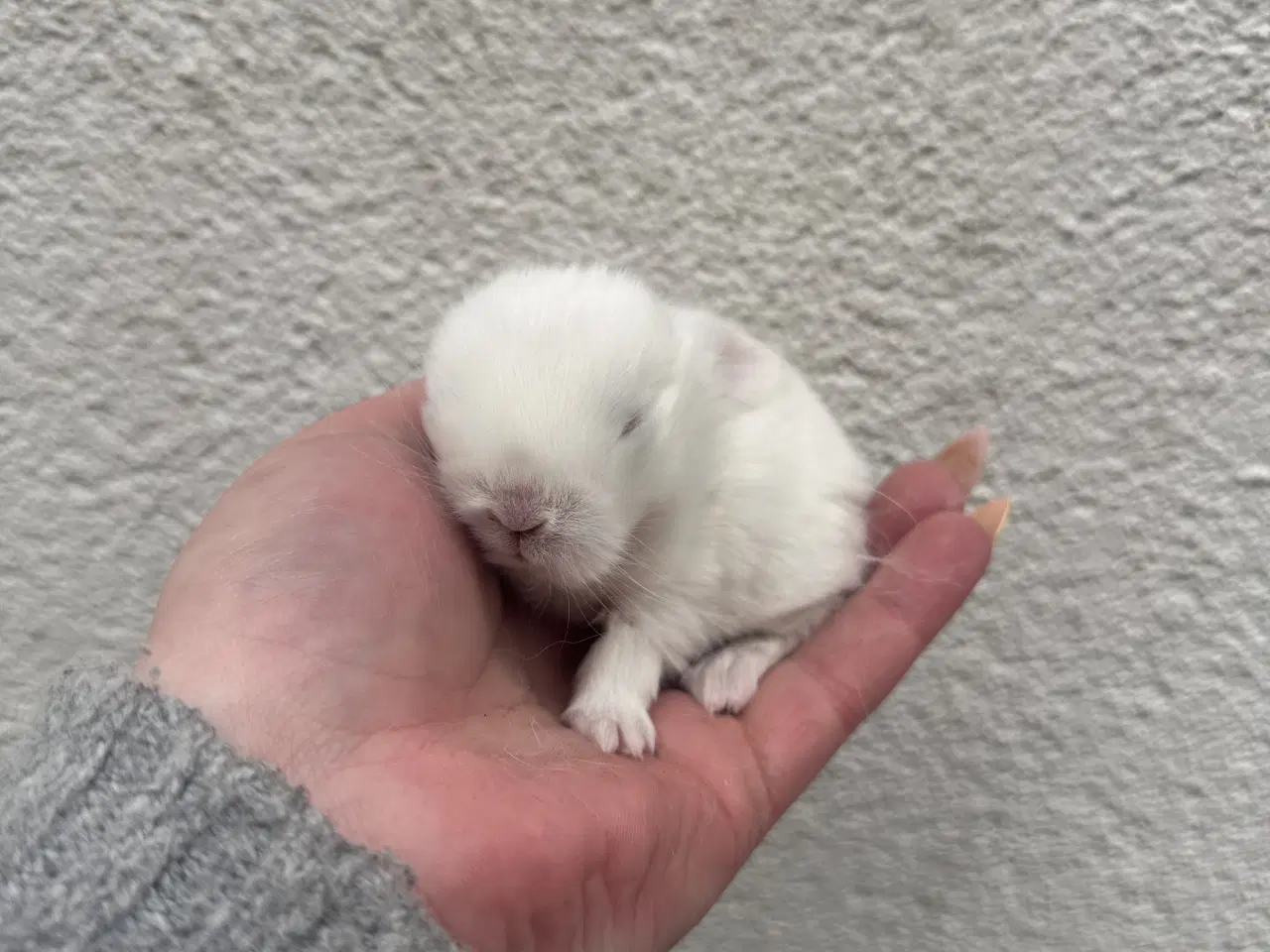 Billede 2 - Ægte minilop - dreng - UDLANDSK