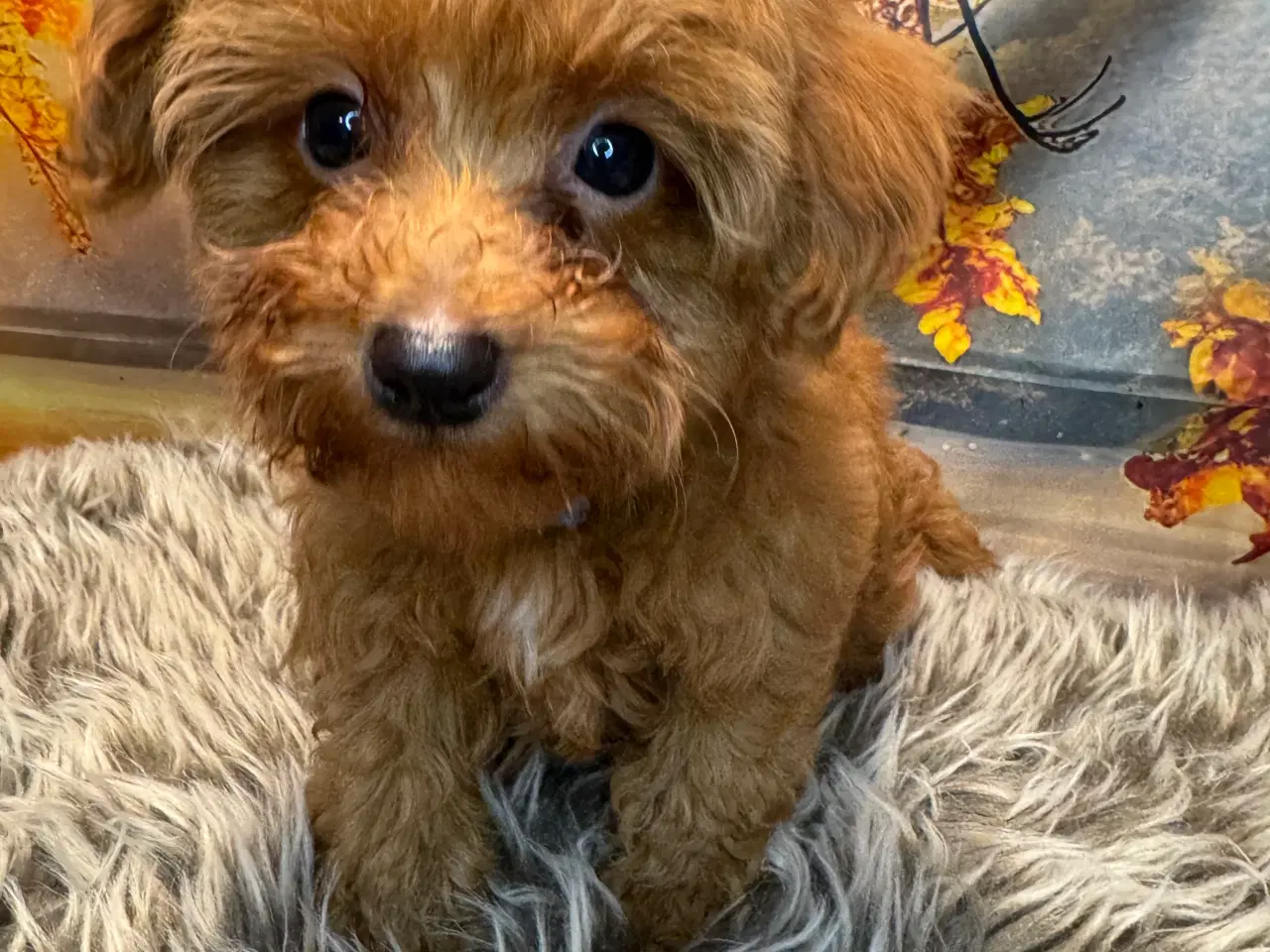 Billede 3 - Maltipoo  få rejseklar 