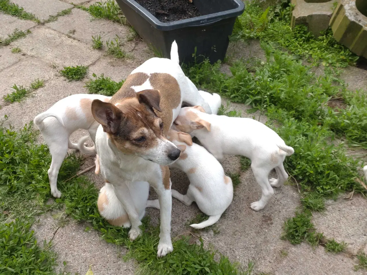 Billede 5 - Dansk/svensk gårdhunde hvalpe