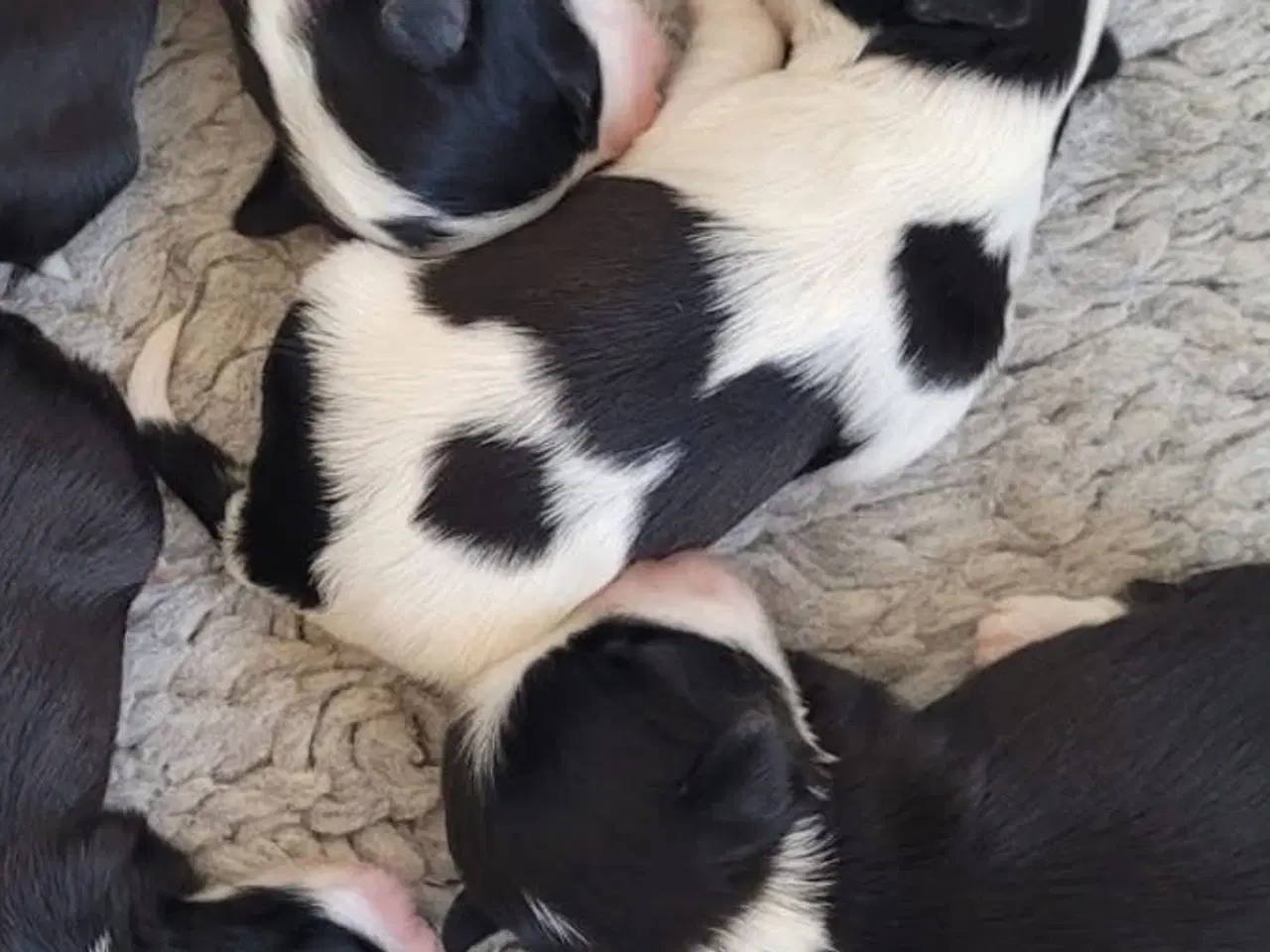 Billede 3 - Bichon havanais hundehvalpe