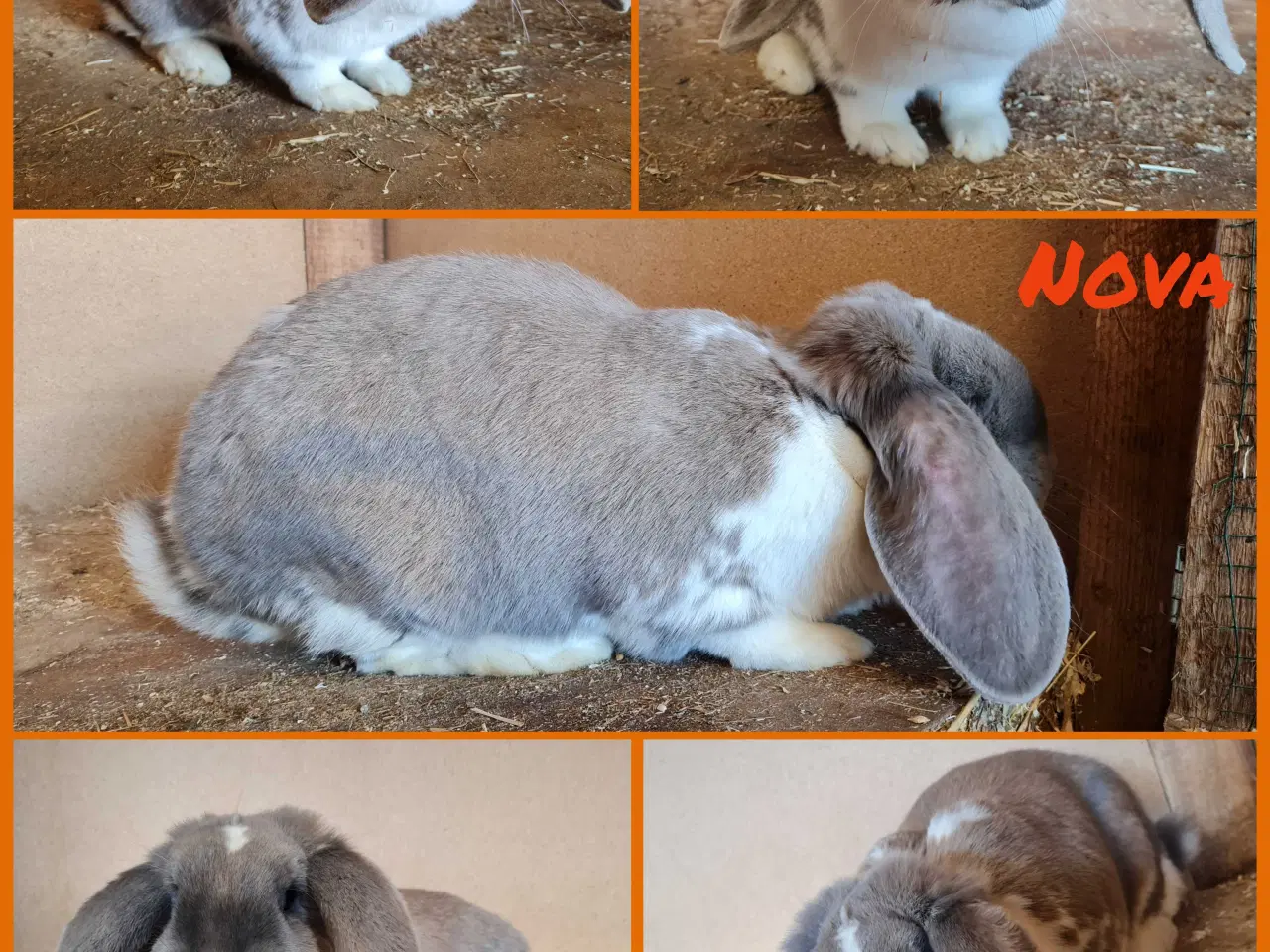 Billede 2 - Franske væddere søger nye hjem 🐰