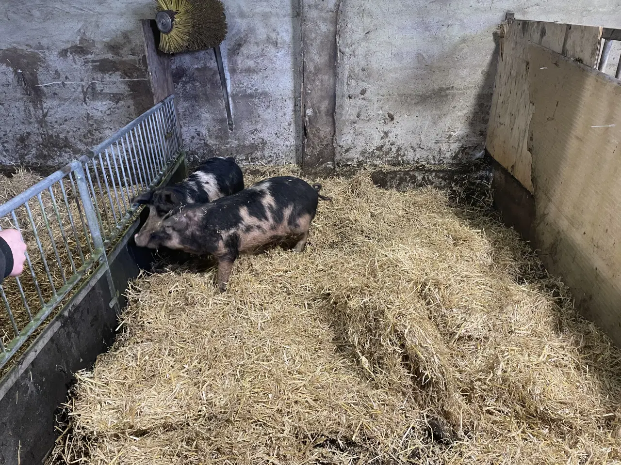 Billede 2 - 2 unge orne