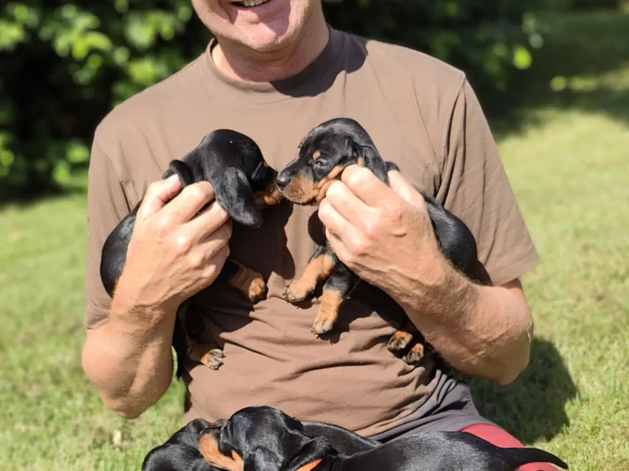 Billede 2 - korthåret standard gravhundehvalpe