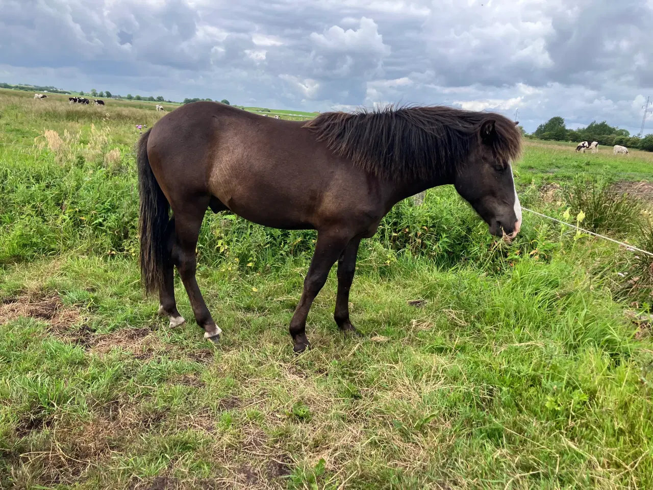 Billede 2 - Ponyhingst 1 år, 