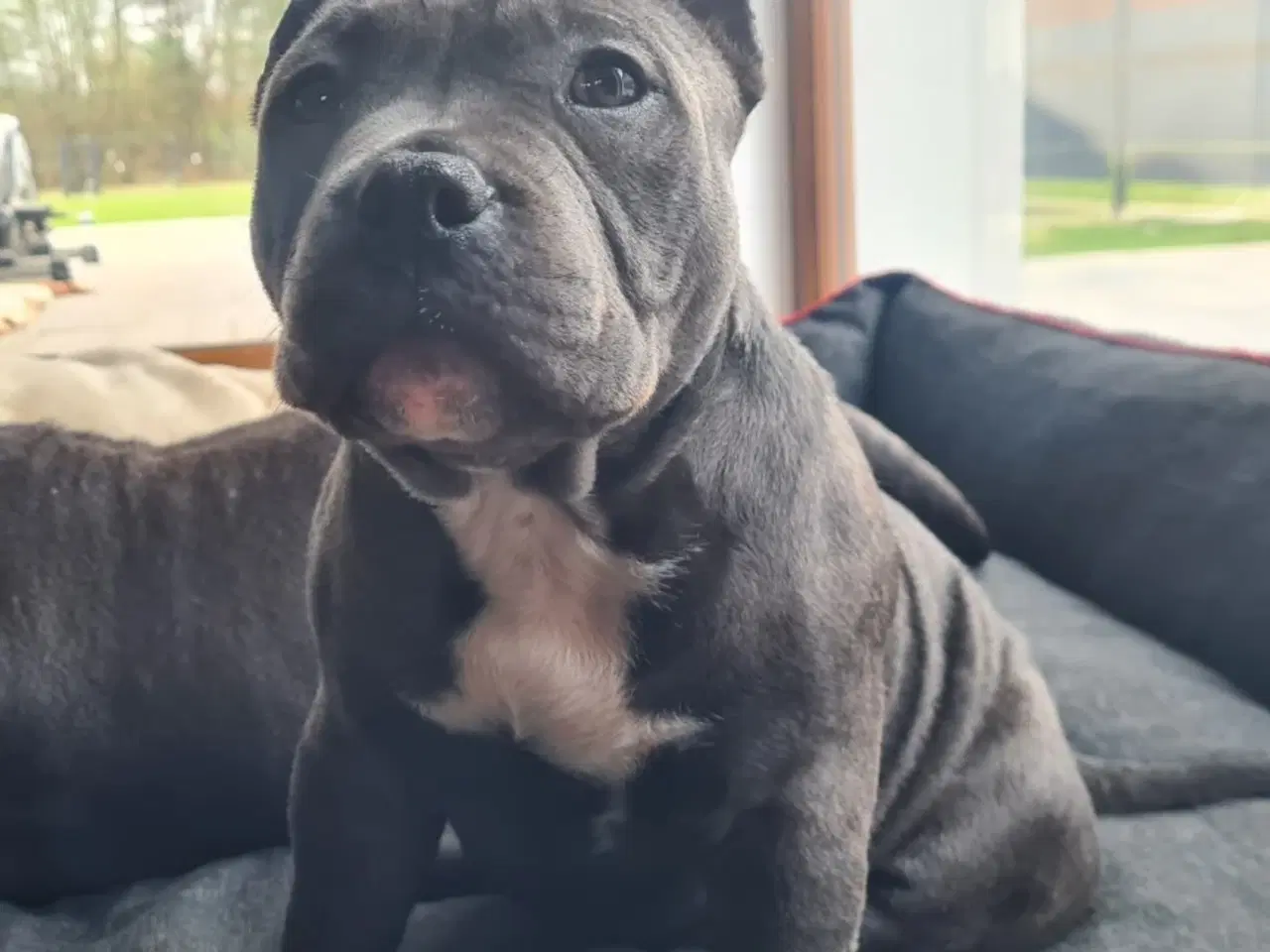 Billede 6 - American bully pocket abkc Pige 