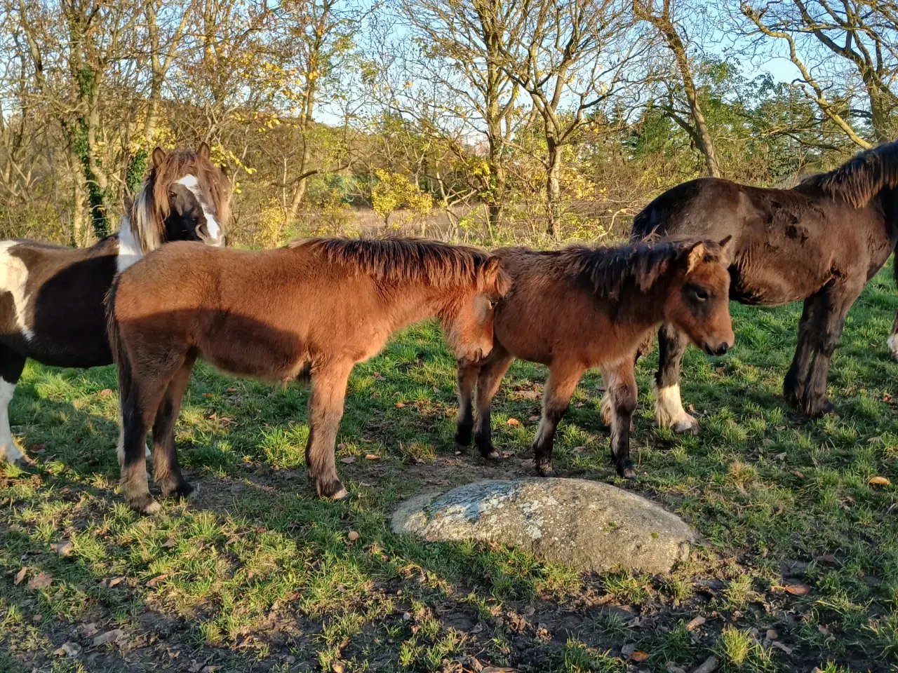 Billede 8 - Hoppeføl sælges