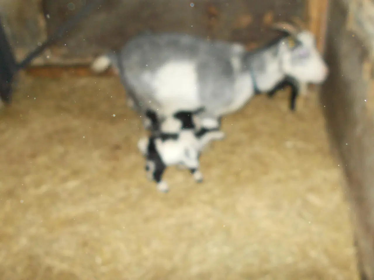 Billede 4 - afrikanske dværggeder