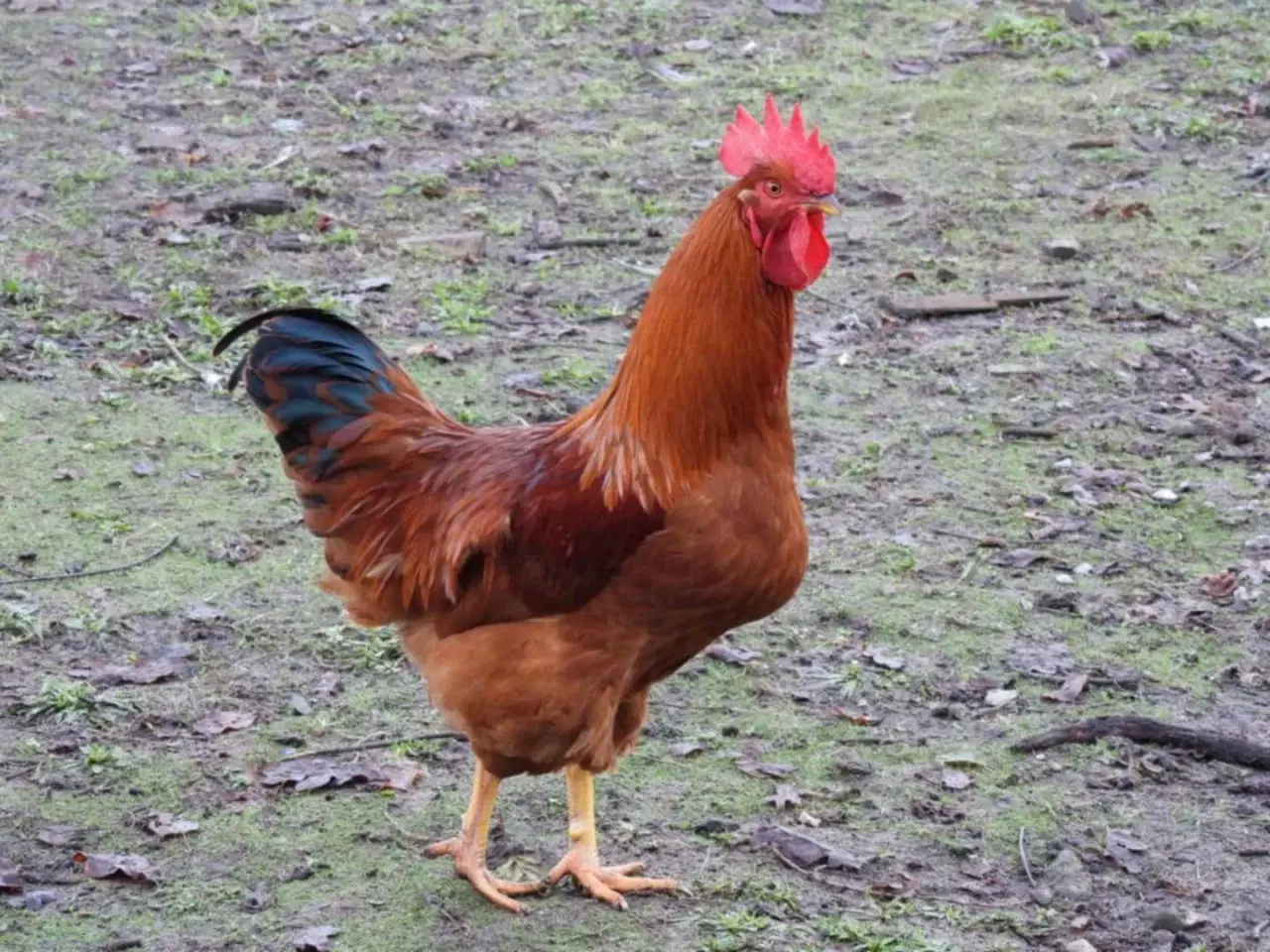 Billede 1 - Haner  blandet racer 