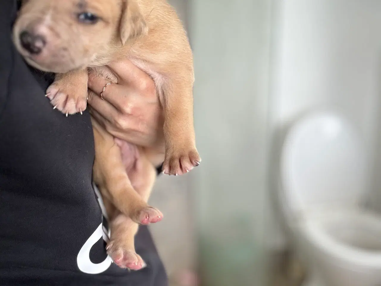 Billede 4 - American Bully XL