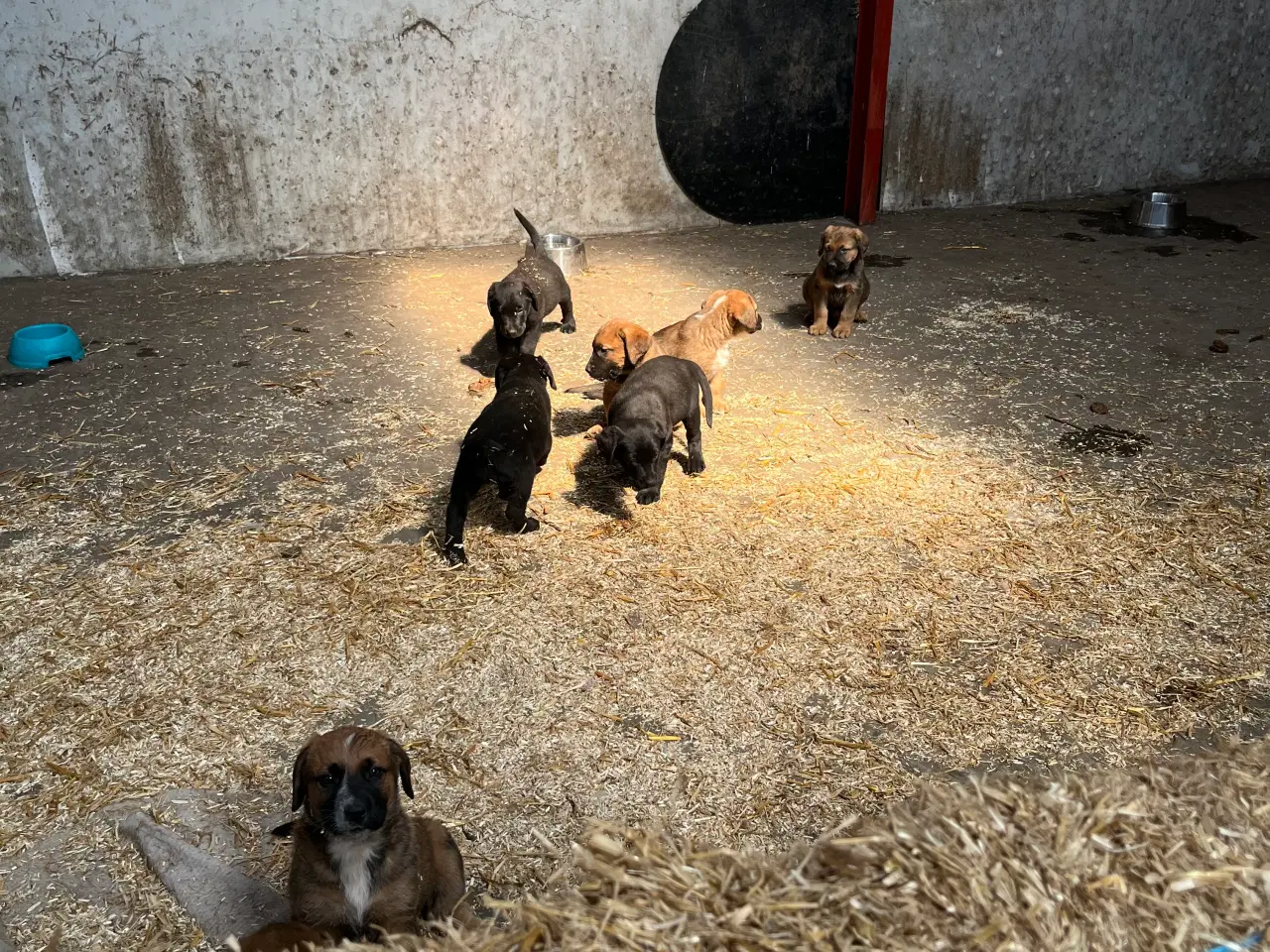 Billede 6 - Hundehvalpe labrador/broholmer/sanktbernhardshund