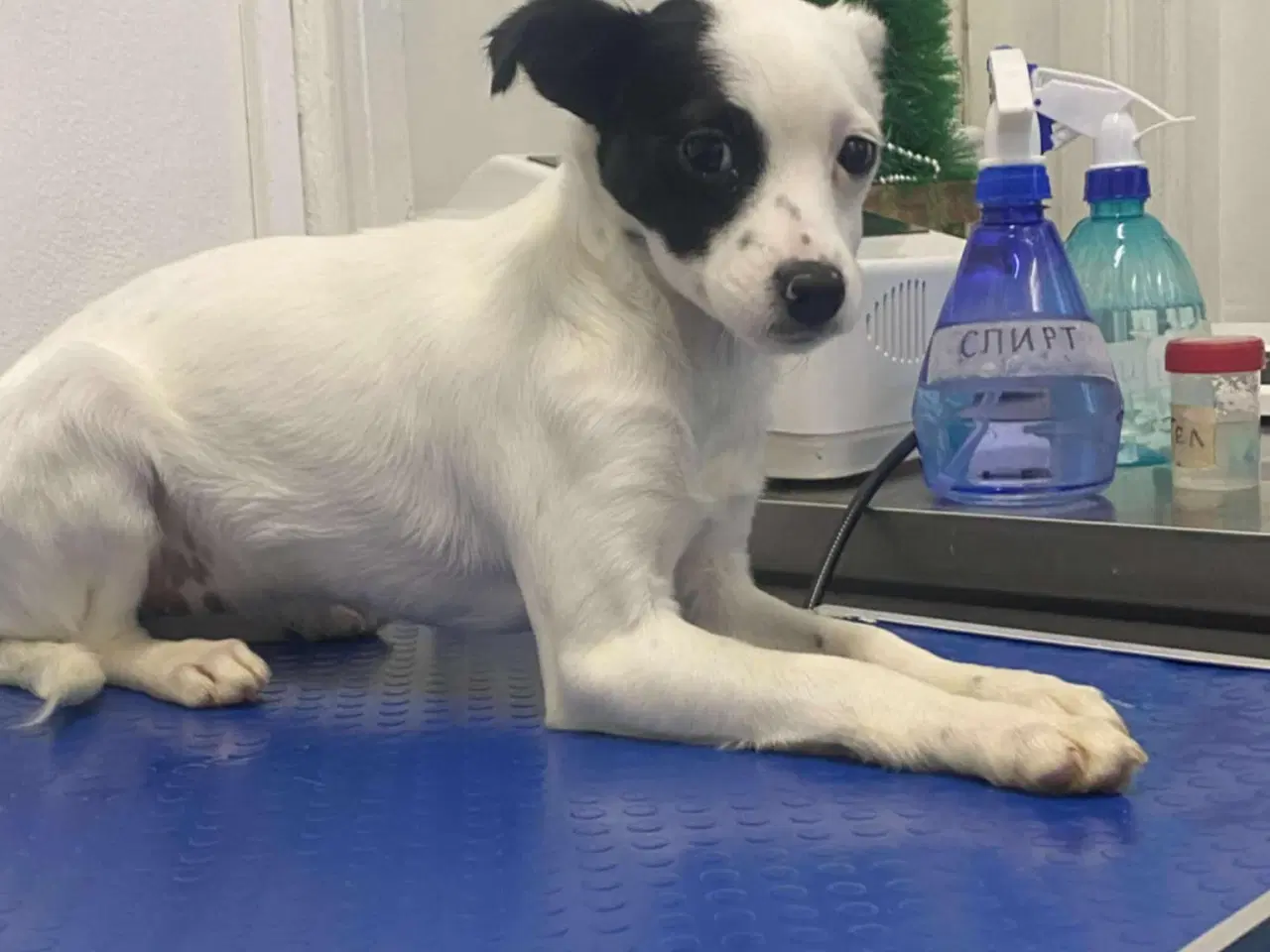 Billede 6 - Smukke Lykke leder efter nyt hjem