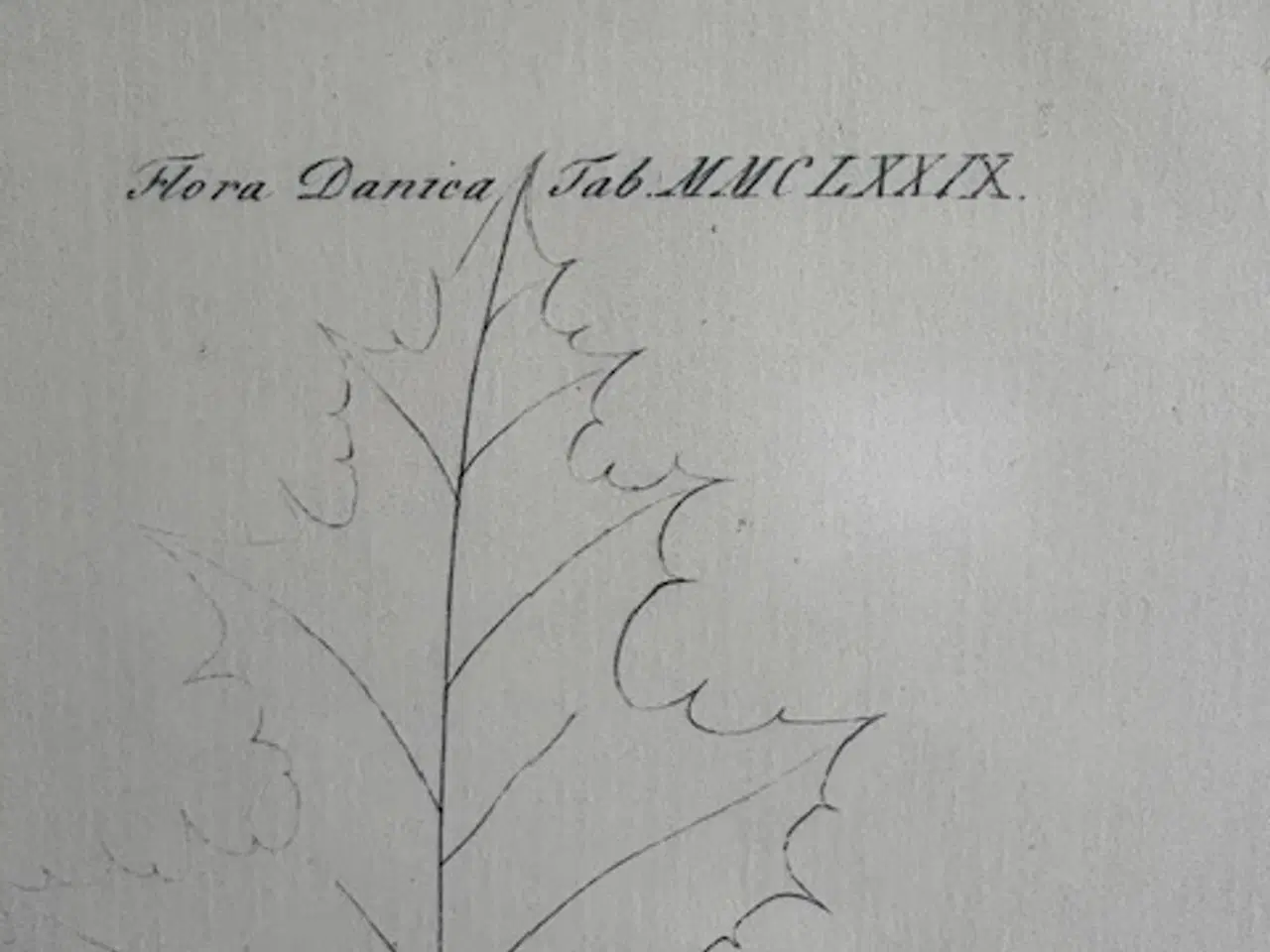 Billede 2 - Flora Danica botanisk plakat indrammet