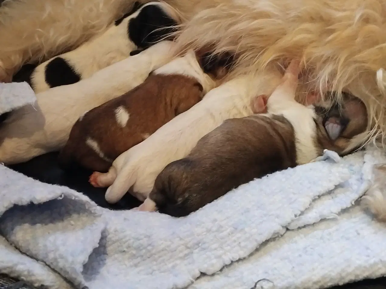 Billede 7 - Lækre hvalpe klar til at flytte d 1/3