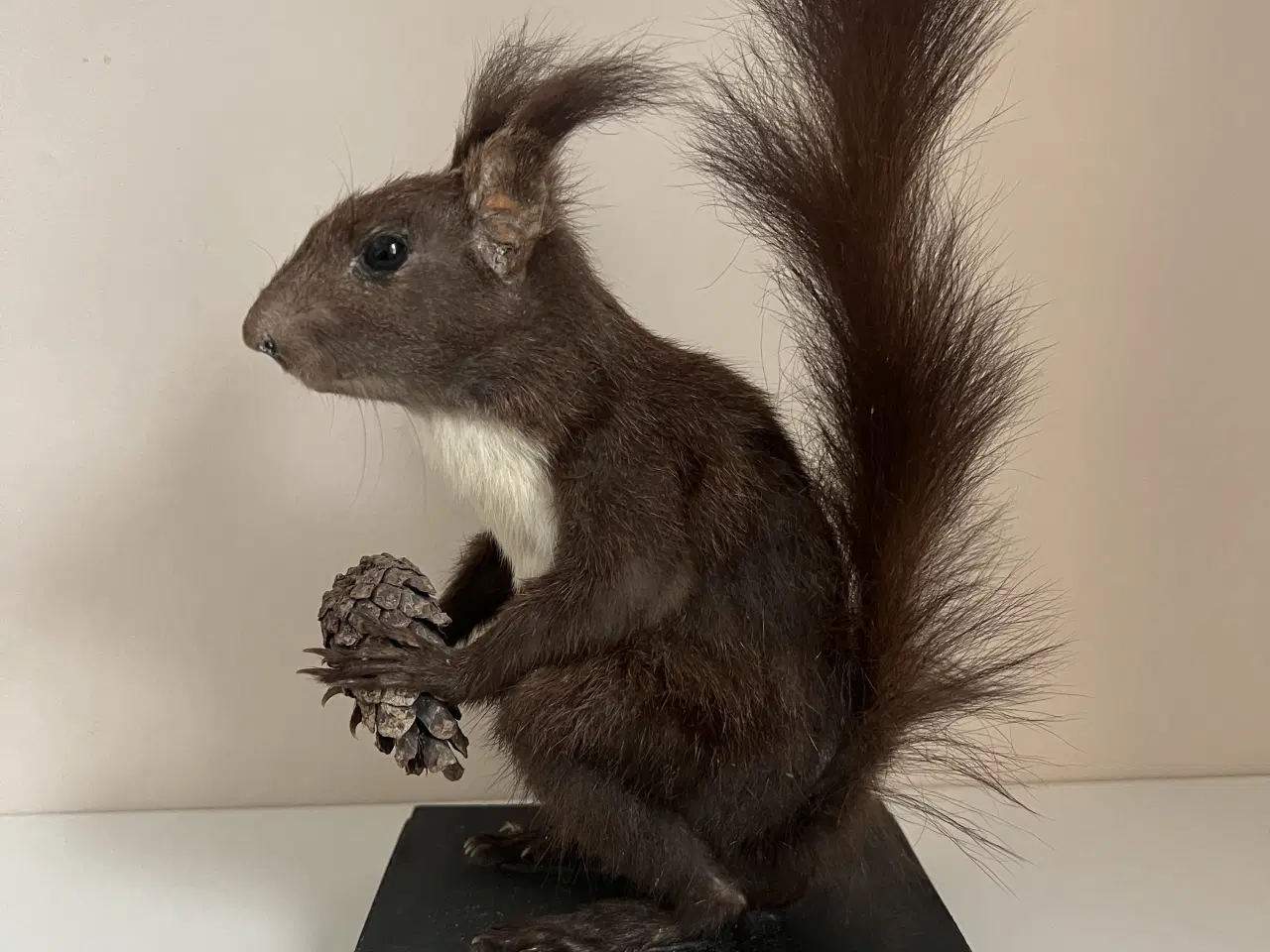 Billede 4 - Flot udstoppet Rødegern 