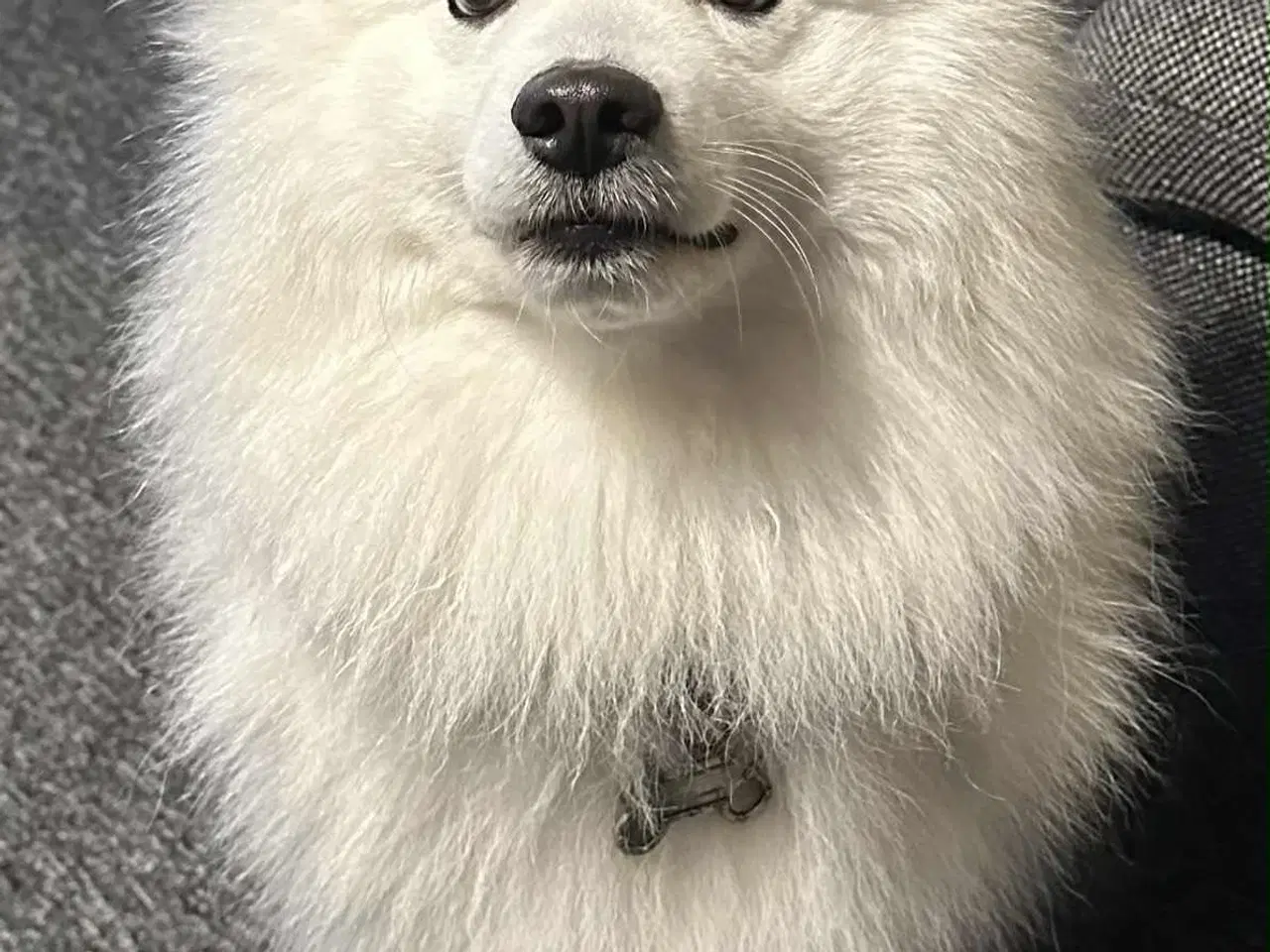 Billede 7 -  japansk spids