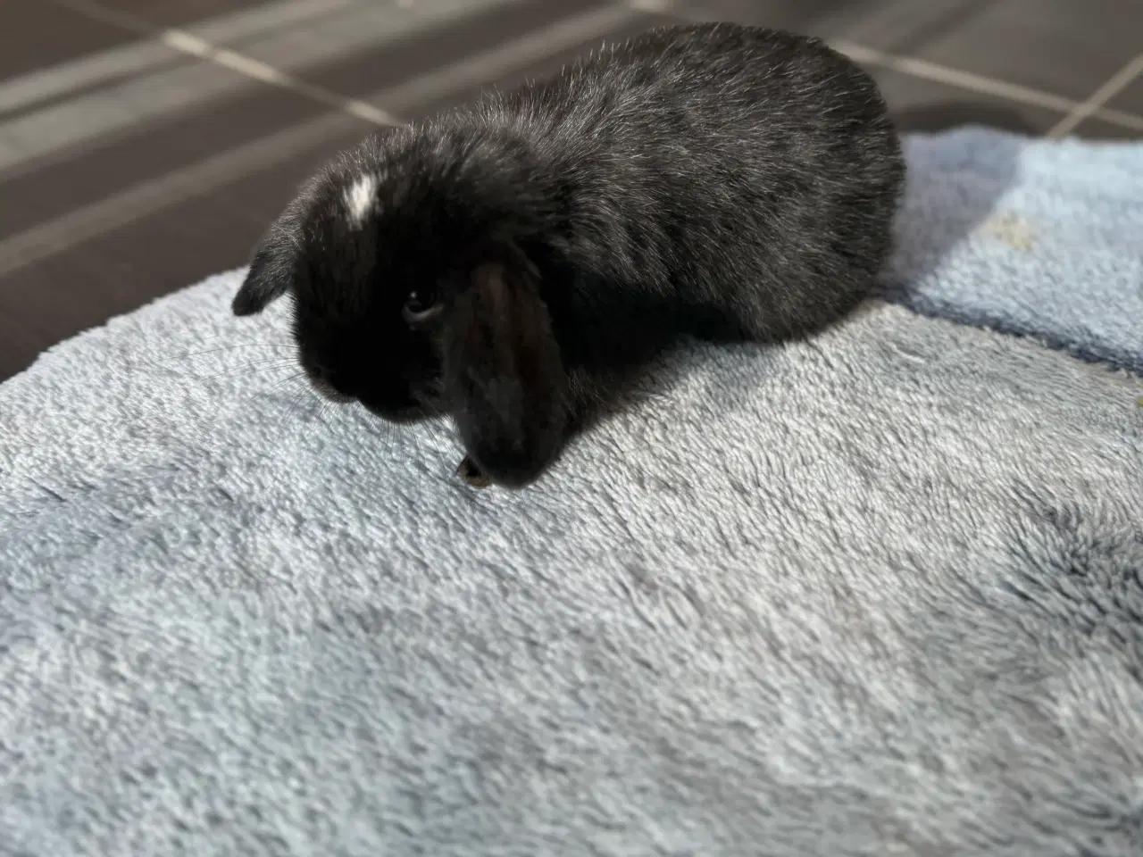 Billede 5 - Mini lop