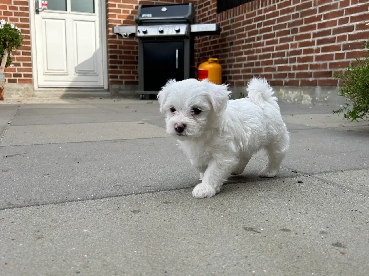 Billede 1 - Malteser hundehvalpe salgs klar 16/9