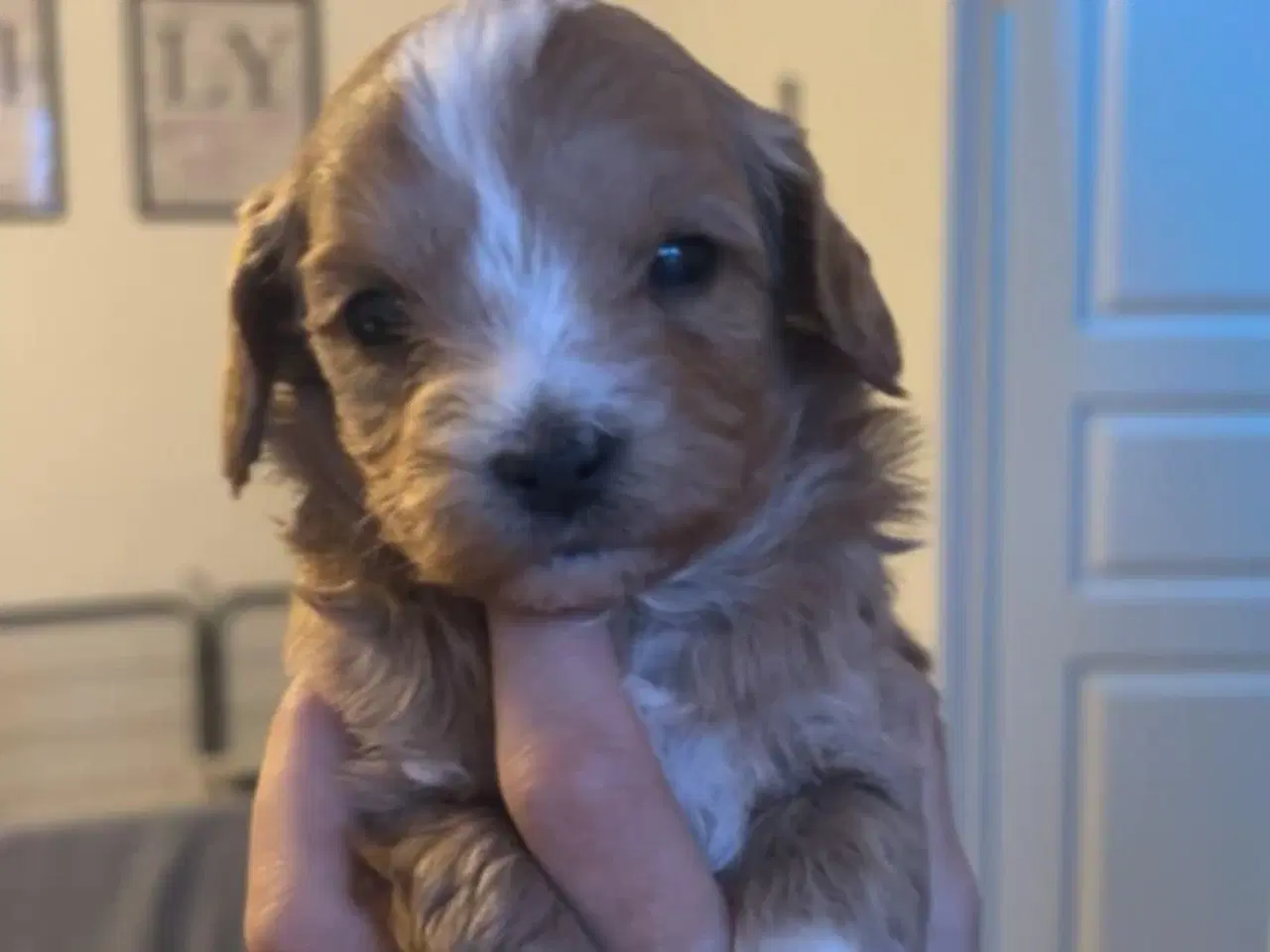 Billede 3 - Mini maltipoo hvalpe 