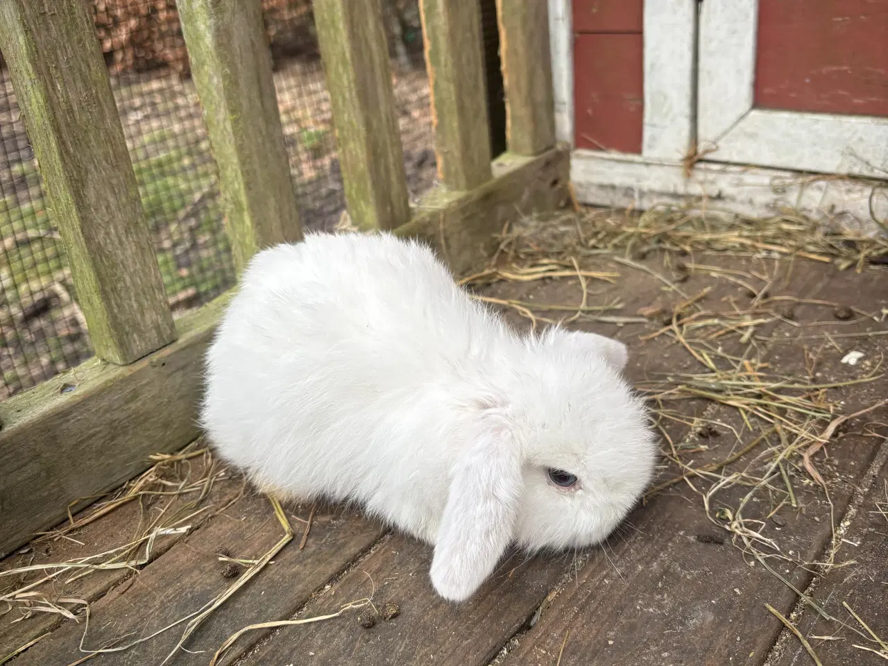 Billede 4 - Minilop kanin unger