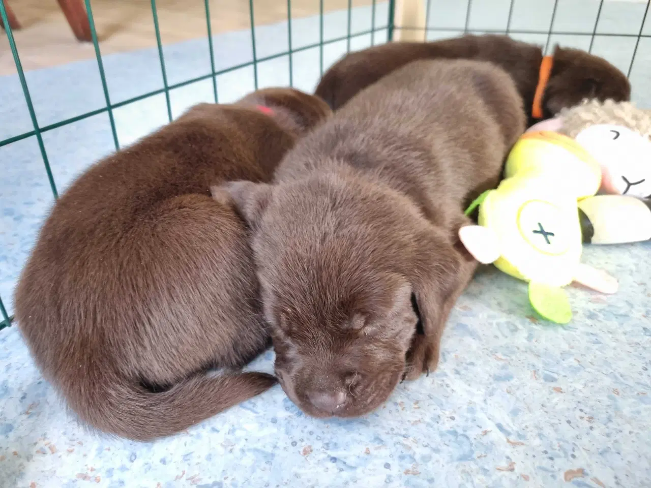 Billede 2 - Brun Labrador gammel slags