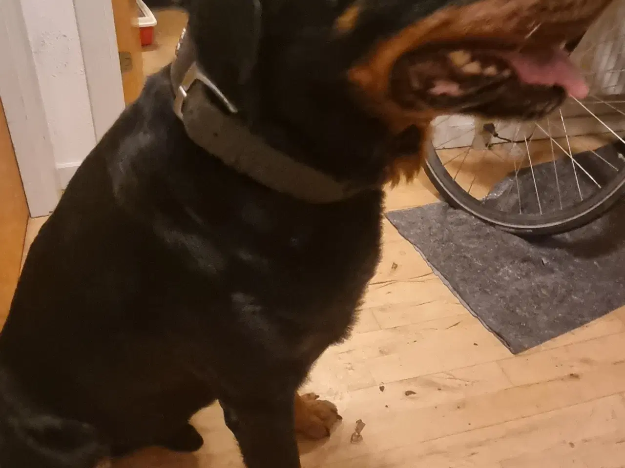 Billede 1 - Rottweiler - tæve søges til parring 