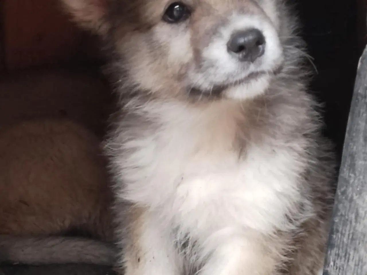 Billede 1 - Husky blandninger