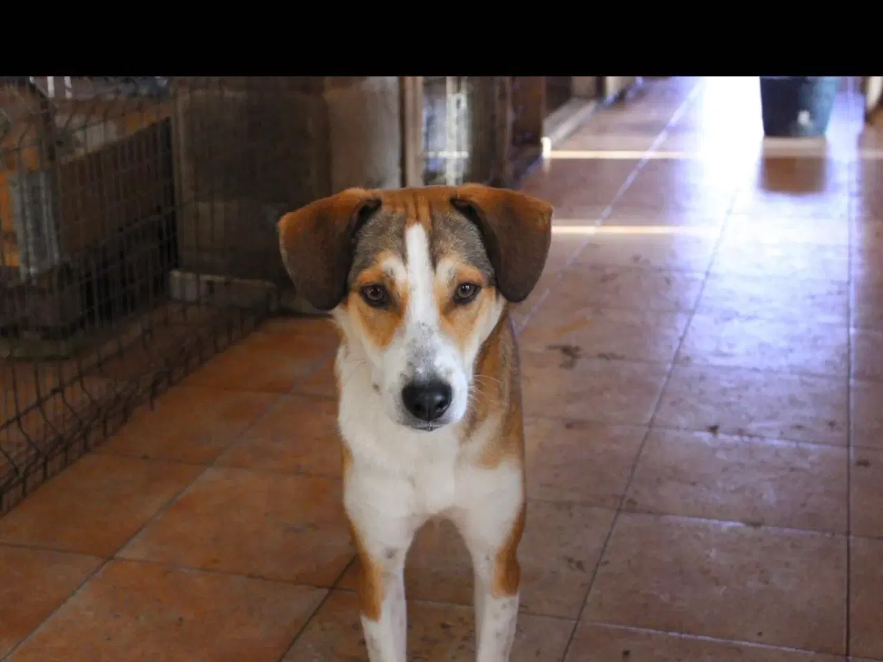 Billede 6 - Vaschik søger sin hel egen familie ❤️