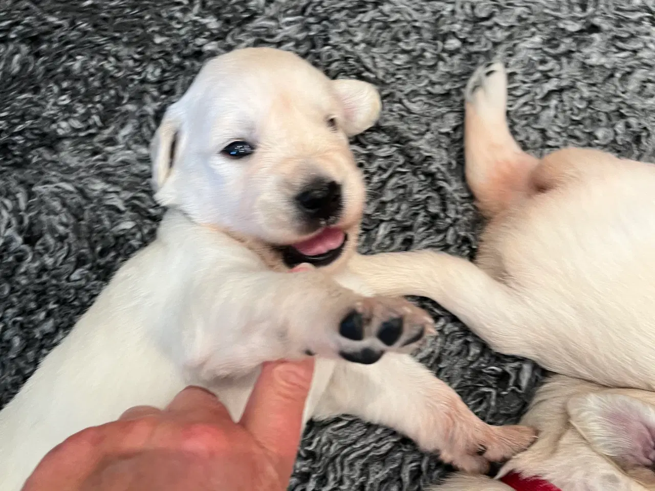 Billede 1 - Golden Retriever 