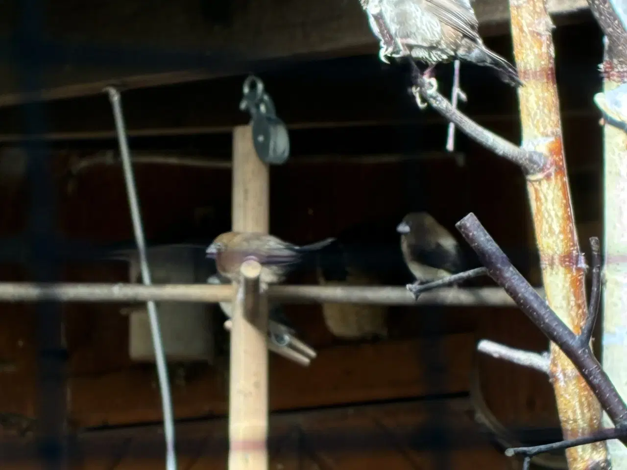 Billede 1 - Mågefinker