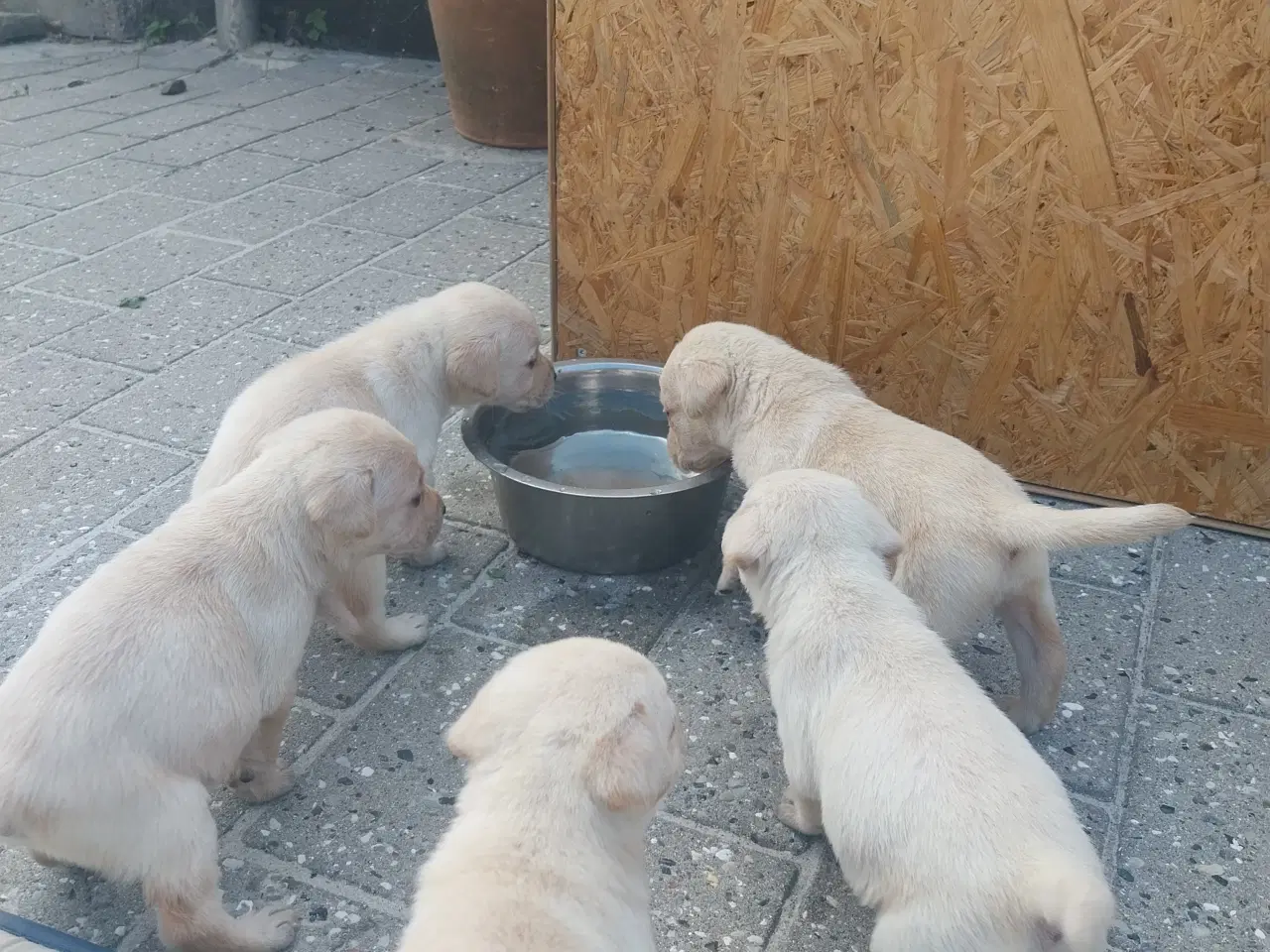 Billede 5 - Gule Labrador hvalpe.