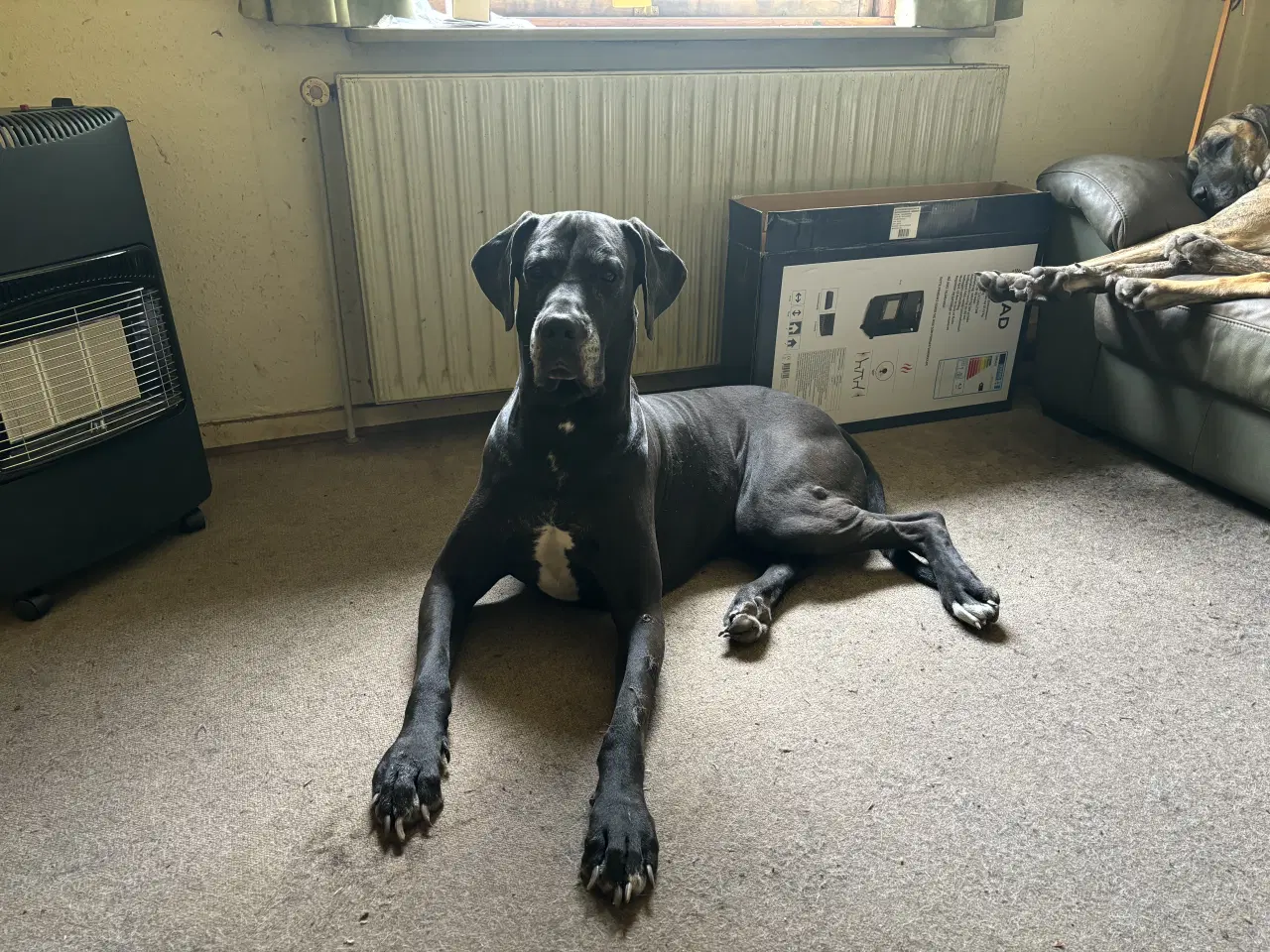 Billede 12 - Grand Danois hvalpe 