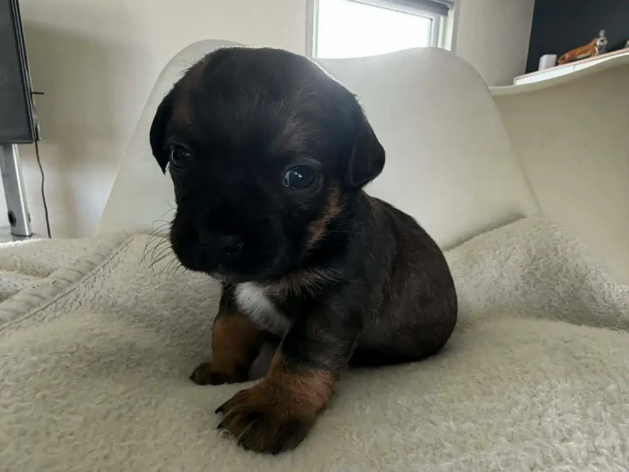 Billede 6 - Mops bl gravhund beagle bomuld