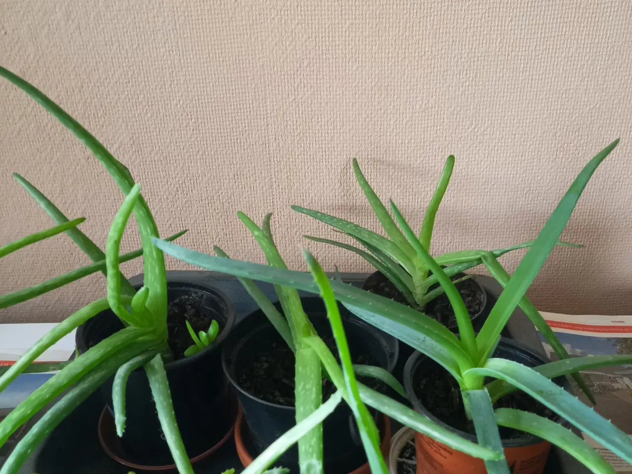 Billede 2 - Aloe Vera potteplanter